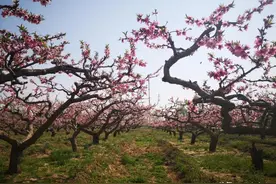 姹紫嫣红！房山这个农场免费赏花还有各种活动！图片
