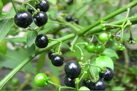 石家庄农村路边常见的“紫茄”，好吃有营养，有什么作用呢？图片