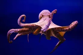 章鱼智商到底有多高，为何有科学家认为它不是地球生物？图片