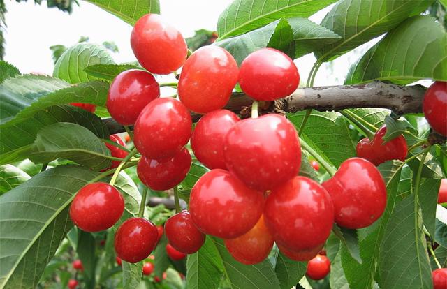 涓轰粈涔堣秺鏉ヨ秺澶氱殑浜哄枩娆㈢敤姘ㄥ熀閰告按婧惰偉锛熷畠鏈変粈涔堜綔鐢紵