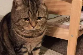 猫犯错后，如果有这5个举动，说明猫咪在向你认错，快原谅它吧图片