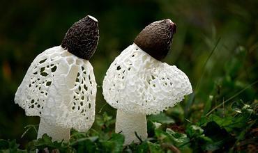 三十一种常见的菌类蘑菇图片