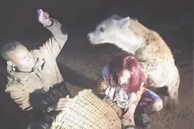 凶狠又可怕的非洲鬣狗为什么不攻击人类？鬣狗200年从没咬过人！视频封面