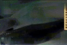 海中“电锯惊魂”，就像一场恐怖片图片