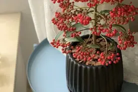 年宵花专场，喜庆上档次，新年好兆头图片