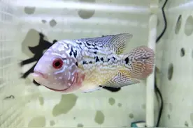 对于观赏鱼的品相和身体缺陷，不能强求，下述这些问题很有意思图片
