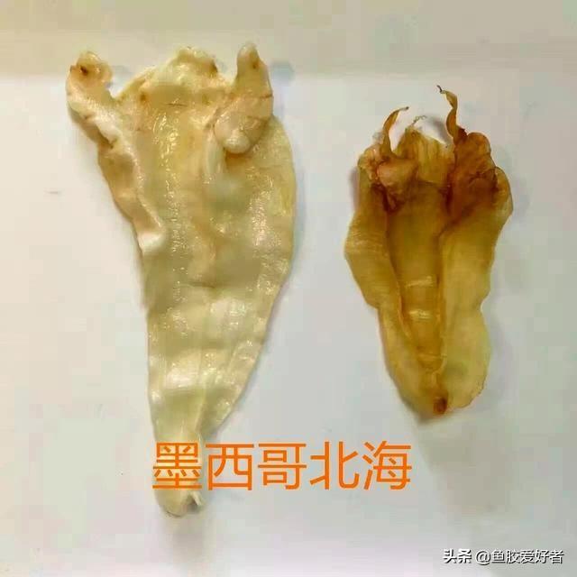 苏里南鱼胶母鱼胶怎么样 2026年苏里南鱼胶好不好