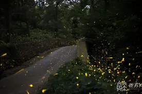 夜幕下闪耀的小精灵，关于萤火虫你知道多少？图片