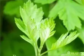播种‘艾’的种子   收获“艾”的幸福图片