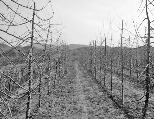 苹果细长纺锤形幼树整形修剪技术