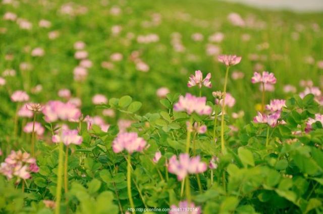 烟x胺磨砂膏身体乳有效果吗