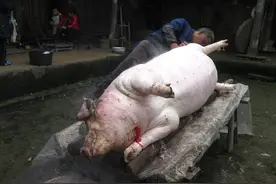 给母猪人工授精的详细步骤，做好了母猪产量才能提高十倍图片