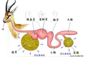 养殖朋友们注意：反刍动物胃部疾病需引起重视图片