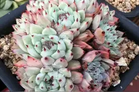 阴一点反而长得好的多肉，不要乱晒，晒一盆死一盆图片
