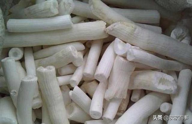 农村一种常见植物，茎髓堪比黄金，300元一斤，不少农民抢着种植