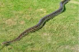 蟒蛇的力量有多大？真的能吞下一个成年人？被缠绕后如何脱身图片