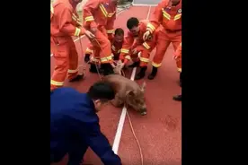 10名消防员营区抓猪，网友：英勇的蓝朋友也有为难的时候图片