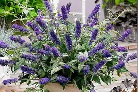 “醉鱼草”，鱼会醉吗？图片