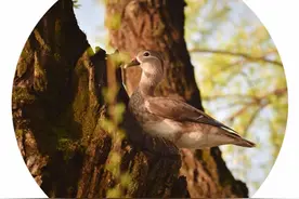 鸳鸯还能上树？找树洞、筑爱巢，西湖马上就要迎来新的鸳鸯宝宝图片