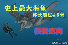 古海龟：背壳能停小汽车的远古巨龟图片