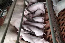 母猪配种妊娠段工作量大，稳收益！保体况、严配种、精护理是关键图片