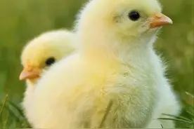 play chicken可不是“玩小鸡”，别光会吃不会说哦图片