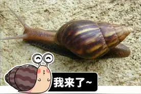雌雄同体、满身脏物，这种外来生物一度让中国吃货们害怕图片