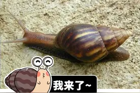 雌雄同体、满身脏物，这种外来生物一度让中国吃货们害怕图片