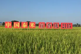 优质超级稻宜香优2115，种植面积超1500万亩，产量高、米质优图片