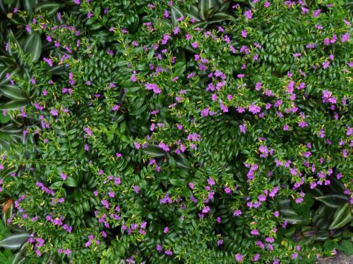 一束满天星不起眼,但寓意美好价值高,送人有心意