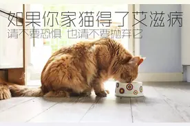 猫也有艾滋病？会传染人类吗？图片