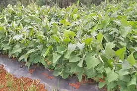 种植非常简单的水果菊薯，春种秋收，瞄准市场定能获高收益图片