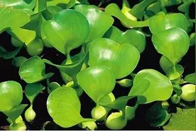 常见水生植物——水葫芦图片
