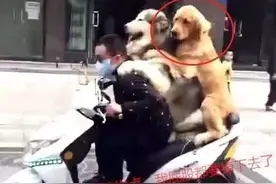 男子骑车带金毛和阿拉斯加出门，惹得路人笑翻家庭地位一目了然图片