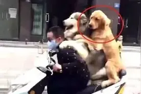 男子骑车带金毛和阿拉斯加出门，惹得路人笑翻家庭地位一目了然图片