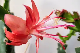 仙人掌嫁接才10天的蟹爪兰，接穗蟹爪兰有些发黑了怎么回事？图片