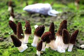 湖北小伙土豆“种”出羊肚菌，满身褶皱状如羊肚，两亩地净挣三万图片