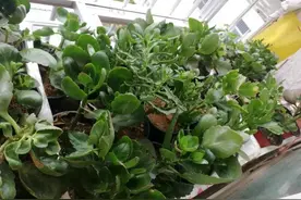 简直不敢相信自己的眼睛，这12种花，随便掐个枝插土里就活图片