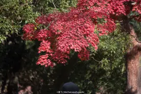 别人拍的红叶总是比我拍的红？－摄影早自习第1470天图片