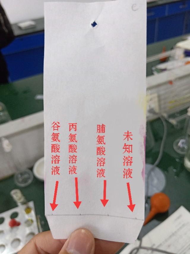 科研之眼系列：纸层析法