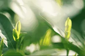 最新：潍坊32家恢复开放景区名单公布！(附优惠政策)图片