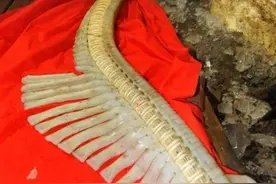 男子地里挖出一“龙骨”，看清楚后，随手扔掉了图片