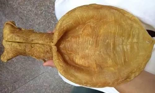 花胶煲汤后融了 花胶煲溶了