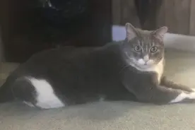 “高冷猫”从来不喜欢亲近家人，却在关键时刻救了父亲一命图片