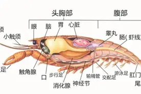 虾红是非多，小龙虾脑袋里到底是“黄”还是“屎”？图片