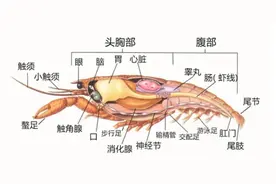虾红是非多，小龙虾脑袋里到底是“黄”还是“屎”？图片