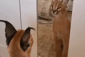 猫咪第一次照镜子很好奇，结果站在那里不走了，猫：这帅哥谁啊？图片
