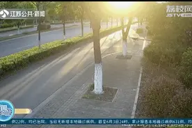 金毛追逐小鸟撞上汽车 宠物狗主人痛失爱犬还得赔7万图片