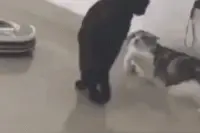 GIF搞笑趣图：这又是喝醉了！每次都这样，喝醉就跳舞图片