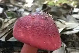 买正红菇又被骗？实体店老板教你认正红菇真假和正红菇的正确煮法图片